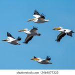 初恋时间番剧 cx62f9vt